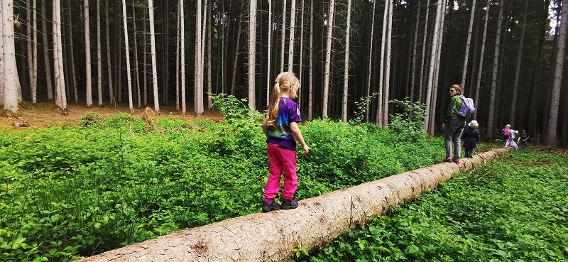 Wald Baumstamm