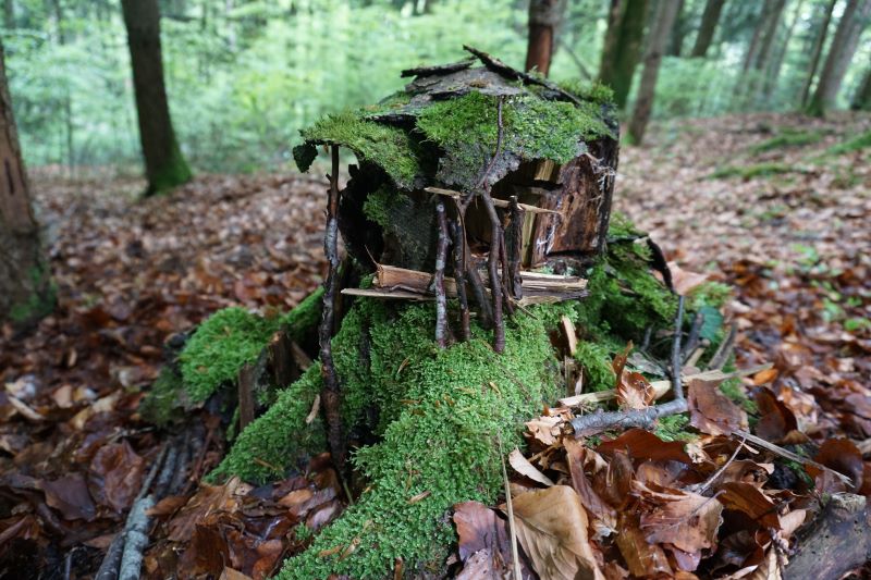 Wald